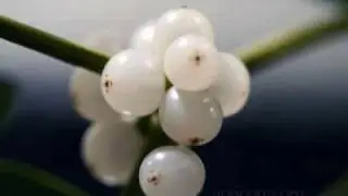 Wortcunning European Mistletoe