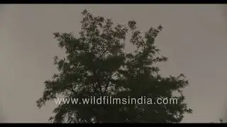 Early monsoons in Delhi - Strong winds with heavy rainfall