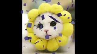 Who thinks cats are cute? Fight in the chat CAT vs DOGS