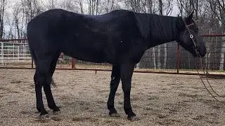 SOLD SNICKERS- 2020 Grade QH Gelding