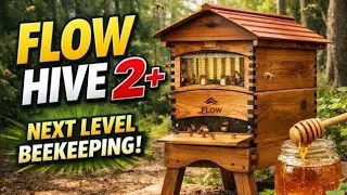Exploring the Flow Hive 2: K&T's First Impressions 🐝