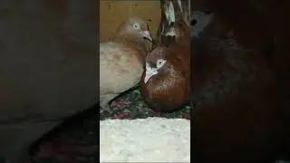 brown♡ Pigeons sharp white eyes 👀