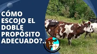 COMO ESCOGER LA RAZA DOBLE PROP&Oacute;SITO M&Aacute;S ADECUADA?...