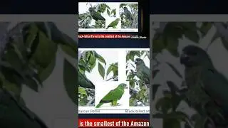 Jamaica's Endangered Species #animals #wildlife #nature #birds #endangeredanimals