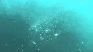 Chumming up red snapper over Matagorda Liberty Reef 12/8/15