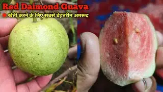 Red Diamond Guava Farming: High-Yield Cultivation, Benefits & Profit Guide