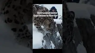 Snow Leopard Mother Begs Humans to Save Her Cub