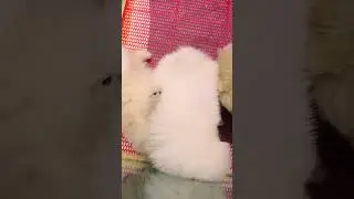 Cute Mini Funniest Animals - Best Of The 2025 Funny Animal Videos #100.2