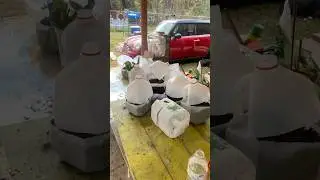 Jan. 2026 finished native pollinator winter sowing & cleared stickers from around established plants