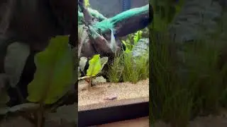 Green sunfish destroys worm! #fish