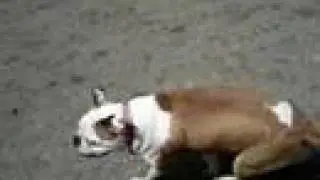 Sassy - Takes a Splash