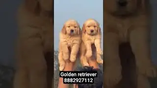 Golden retriever puppy available in 8882927112#shorts