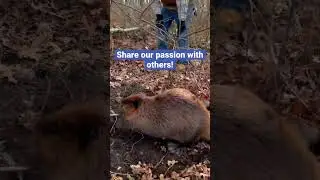 Monster beaver! Take someone trapping! #trapping #education #beaver #beavertrapping #traps #trapline
