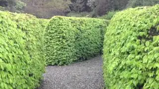Seaforde Maze