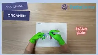 DUTCH/NL Monstername van een orgaan