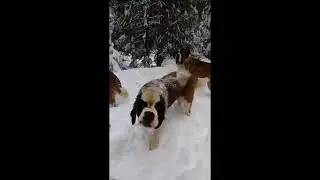 Cute Dogs. #shorts