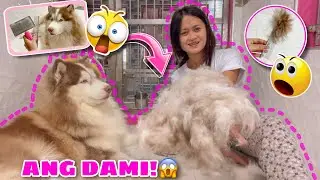 Hercules&rsquo; FIRST TIME SHEDDING! | SOBRANG DAMI! | Husky Pack TV