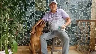 Cepillado correcto, Pastor Alemán. #pastoraleman #cepilladocanino #perros #saludcanina