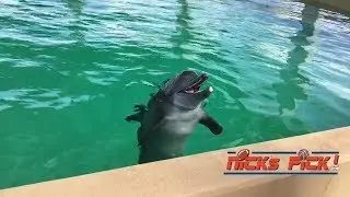Nicholas the Dolphin Picks Stanley Cup Winner