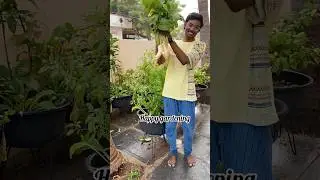 How to grow radish plants 🪴
