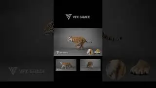 Siberian Tiger Animation - MAYA Character Asset #animal #vfx #3d  #tiger #maya