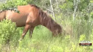 Wild Horses & visitor interaction concerns