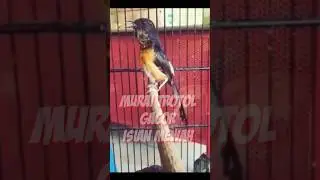 Murai trotol gacor isian mewah pancingan murai trotol