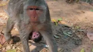 Adorable_______! Old Monkey Mom Scalet Good Taking Care Of Newborn Baby | 4K