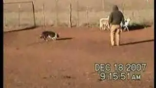Border Collie Koko Training on Sheep
