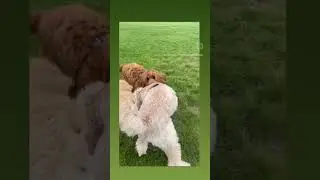 Life through the eyes of a dog.  Come dog walking with me. #dogs #dog #london #nature