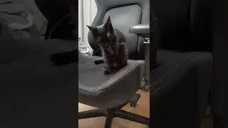 Котика проснулась ) #оле7 #ластёна #cat #котофейка #catbehavior #кот #видосыоткота #gatos #cats