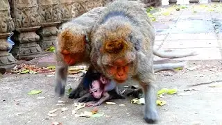 Orphan Baby Martin and Baby Manda try to request milk from grandma Malida