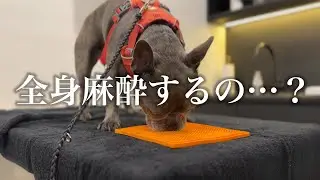 愛犬の耳の異常。繰り返す通院から全身麻酔への決断は…
