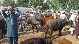 New video wazirabad Mandi buht saste janwar for sale in Pakistan
