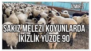 SAKIZ MELEZİ KOYUNLARDAN YÜZDE 90 İKİZ KUZU ALIYOR