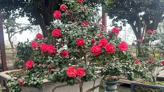 31-1-2026 mời các bác sưu tầm trà my đẹp giá rẻ chơi tết #lh0981542733