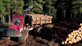 The Life Cycle of Pine Trees | Modern Agricultural Planting and Harvesting of Pine Timber