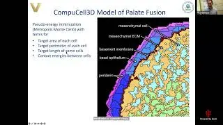 CompuCell3D Workshop Module 5.3 Cleft Palate Simulation in CC3D Shane Hutson, August 5, 2022