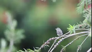 Pale-billed flowerpecker Call