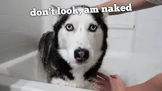 Funny husky dogs will make your day Better than yesterday! Petcee