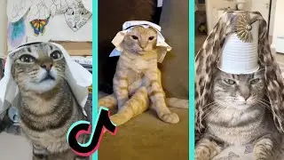 Arab cat meme tiktok compilation