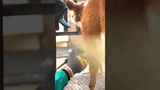 Clipping out a belly! #livestockshow #4h #livestock #cattle #ffa