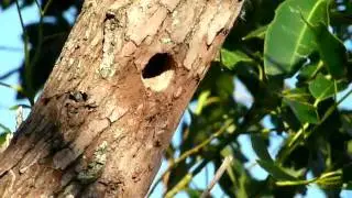 Carpinterito Com&uacute;n (Picumnus cirratus) saliendo del nido.