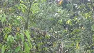 Costa Rica 2022 black striped sparrow Arremonops conirostris Tropenstation La Gamba