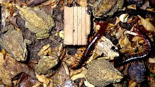 Animal : Centipede, True toad, Frog, Emperor Scorpions Eating | 𝑴𝒆𝒕𝒉𝒐𝒅𝒔 #𝟗𝟔9026