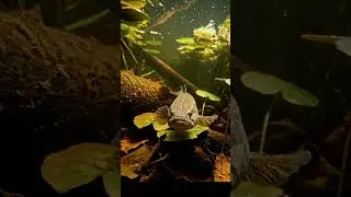 🐟 Countryside Fish Life: You WON'T Believe What We Found! 🤯 #fishing #countrylife