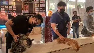 Nominasi kategori 2 kelas adult. Ras Maine coon mendominasi di propaganda cat show samarinda