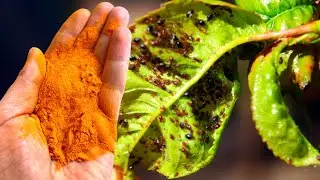 6 AMAZING MIRACLES OF TURMERIC IN GARDEN | TURMERIC POWDER FOR PLANTS