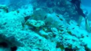 atscaf plongee Mer Rouge 2