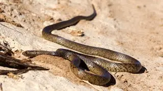 Deadly snake digging out a hole in our campsite.